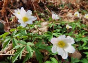 34 Anemoides nemorosa (Anemone dei boschi)